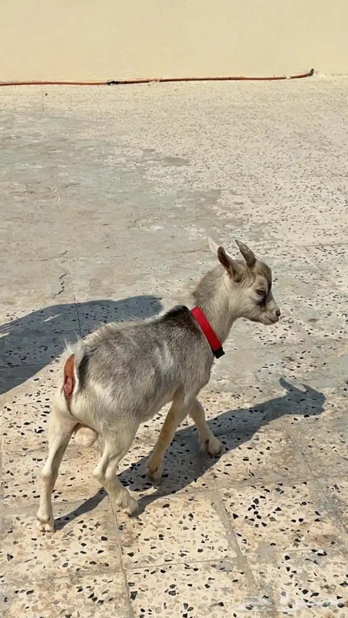 تيس قزم مكسيكي او امريكي 0