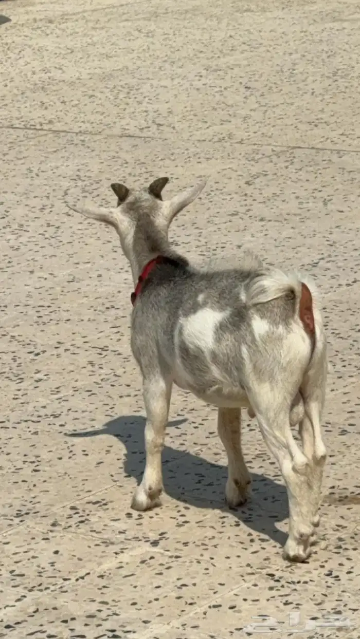 تيس قزم مكسيكي او امريكي 1