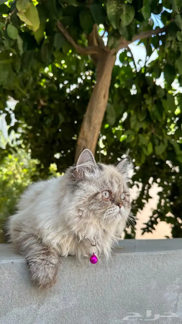 قطط 1