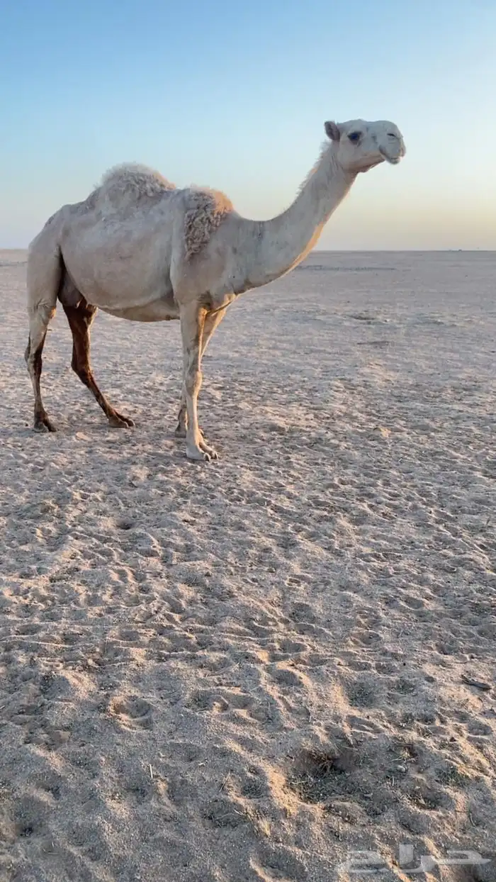 ناقه رباع ملاقي 1