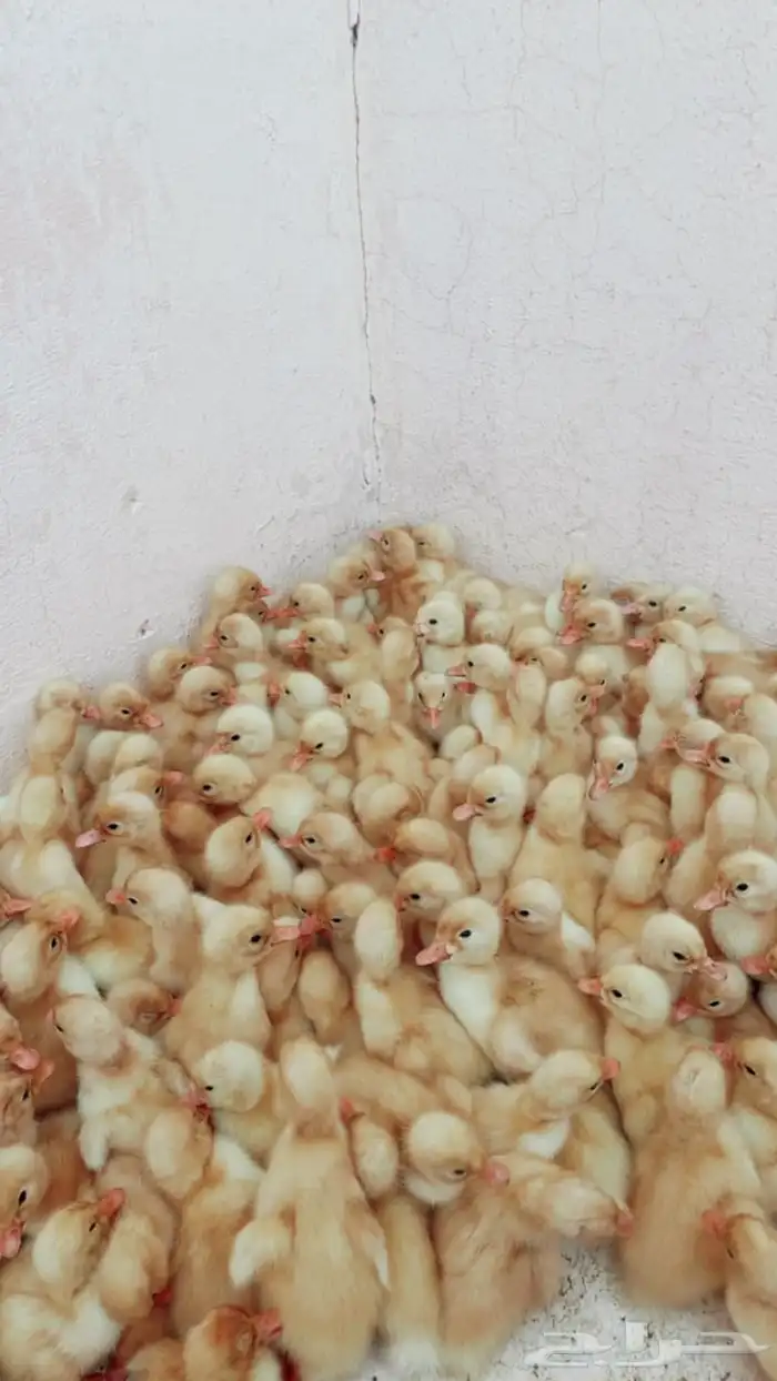 صغار البط جملة داخل الرياض 1