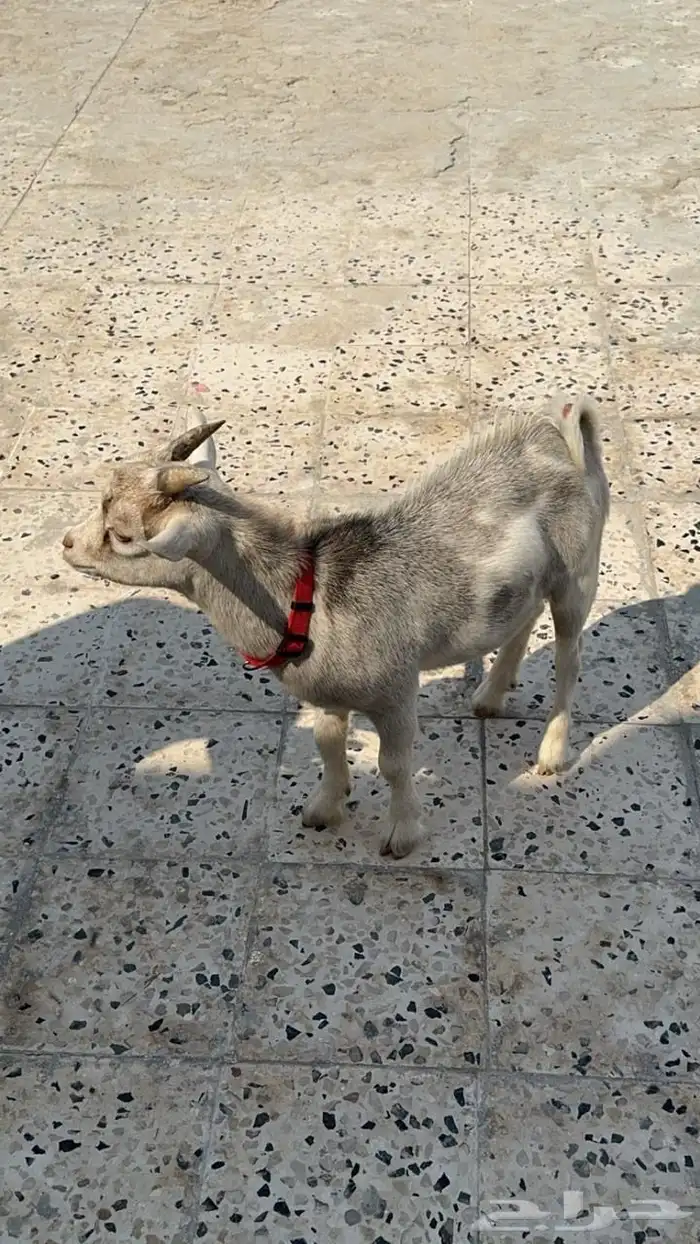 تيس قزم مكسيكي او امريكي 3