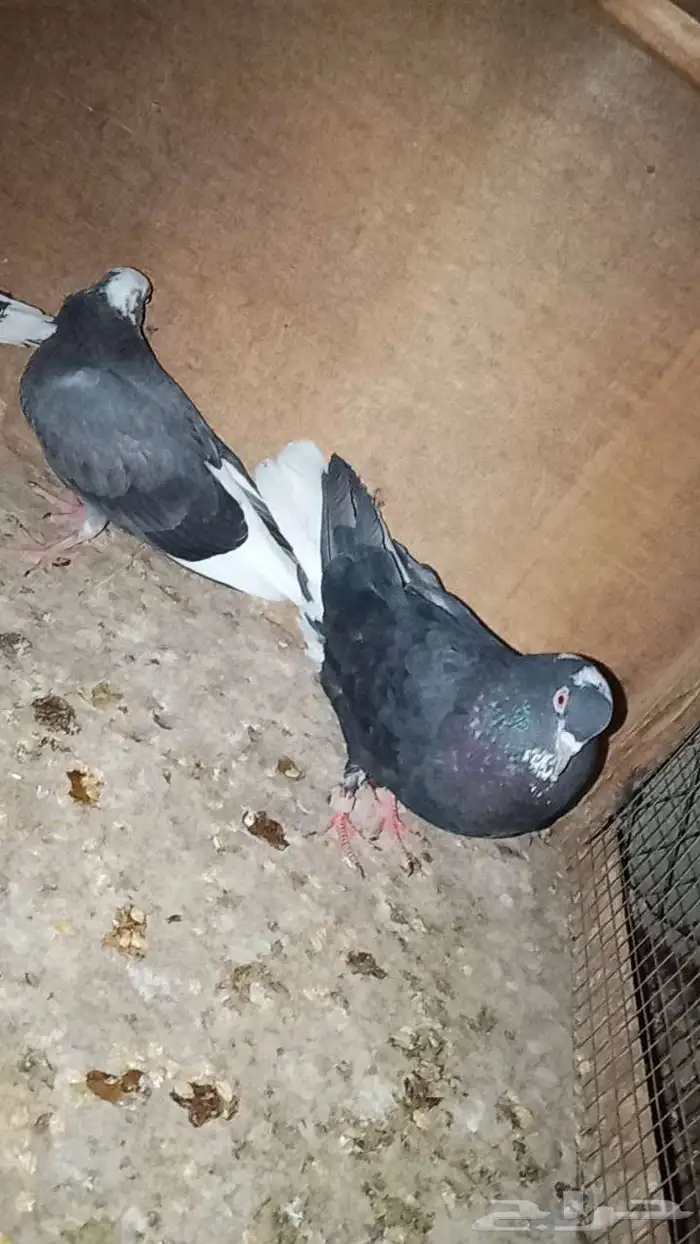 حمام قطايف جوزين 1