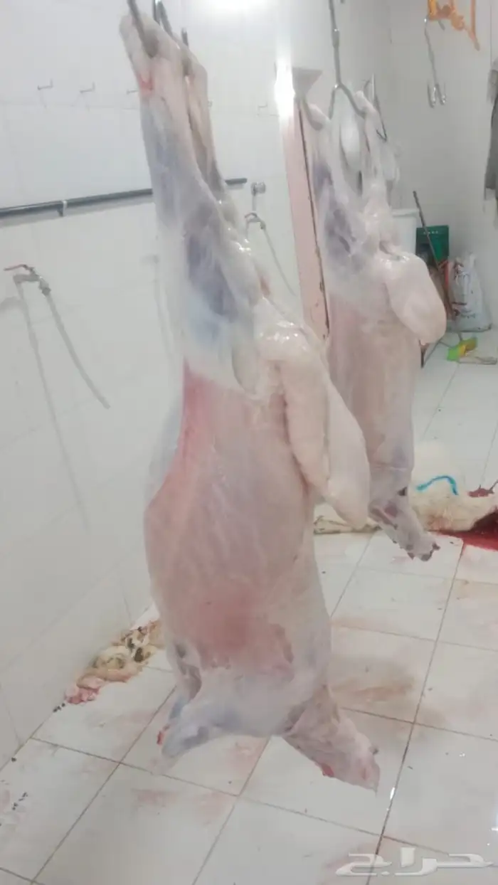حري ذبايح ثلاجه ذبائح مناسبات اسعاره مناسبه 1200 يوجد توصيل 3