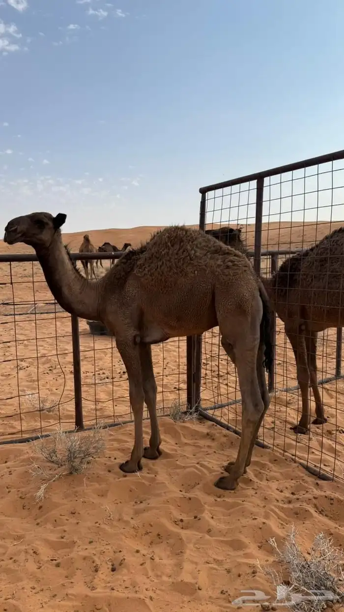 حشو طيبه 1