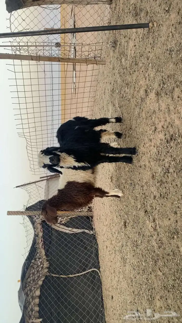 هرافى خروف ورخل 0