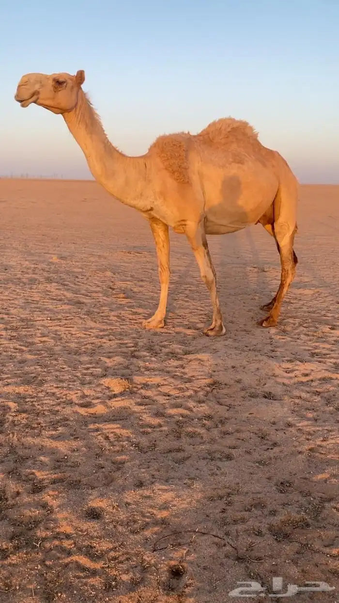 ناقه رباع ملاقي 0