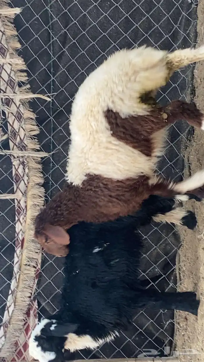 هرافى خروف ورخل 1