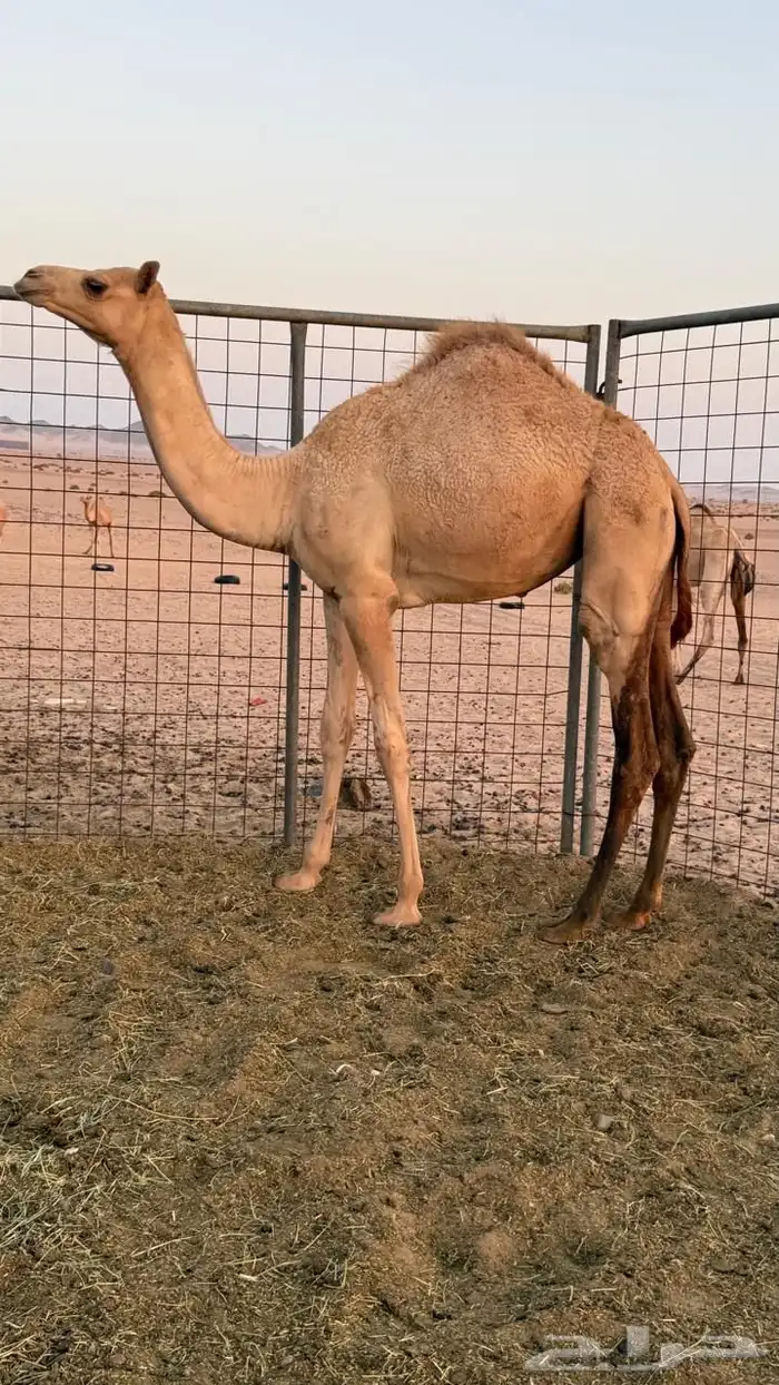 بكره بنت عز الجيش منتج سبق 1