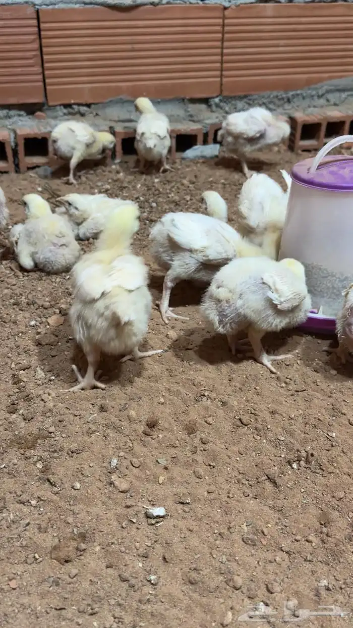 دجاج لاحم العمر اسبوعين ونص تقريبا 1