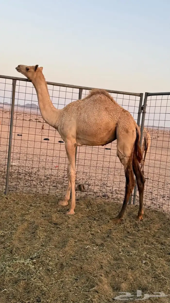 بكره بنت عز الجيش منتج سبق 0