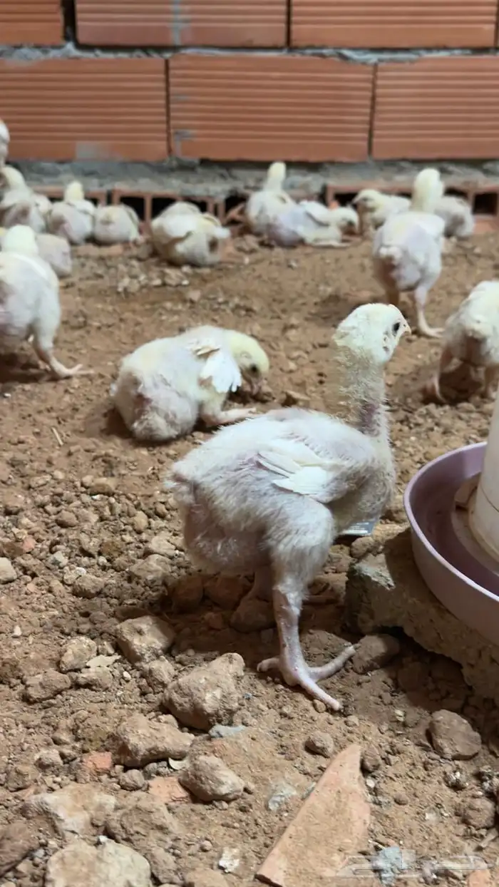 دجاج لاحم العمر اسبوعين ونص تقريبا 4