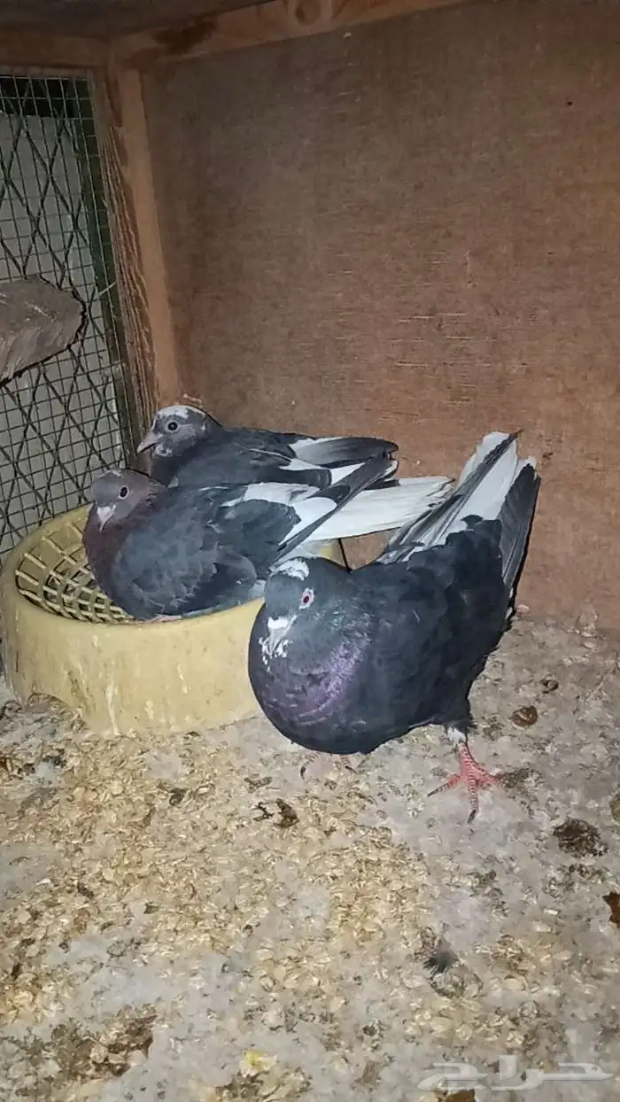 حمام قطايف جوزين 2