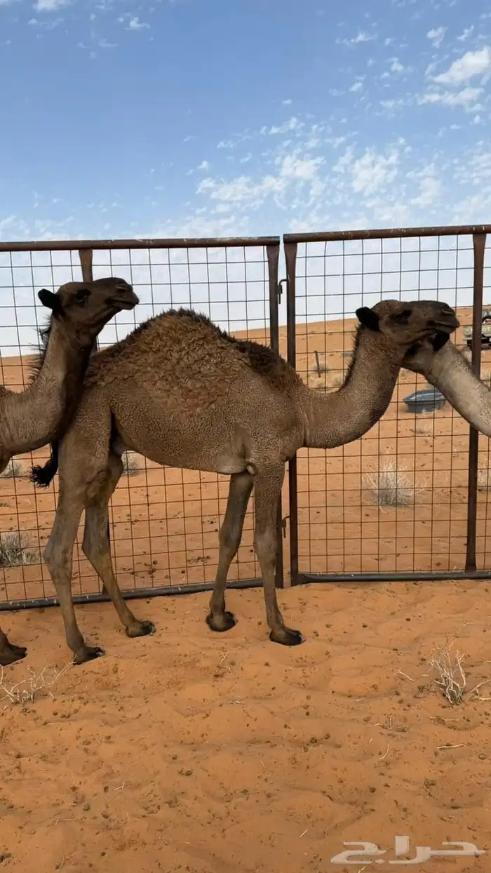 حشو طيبه 2