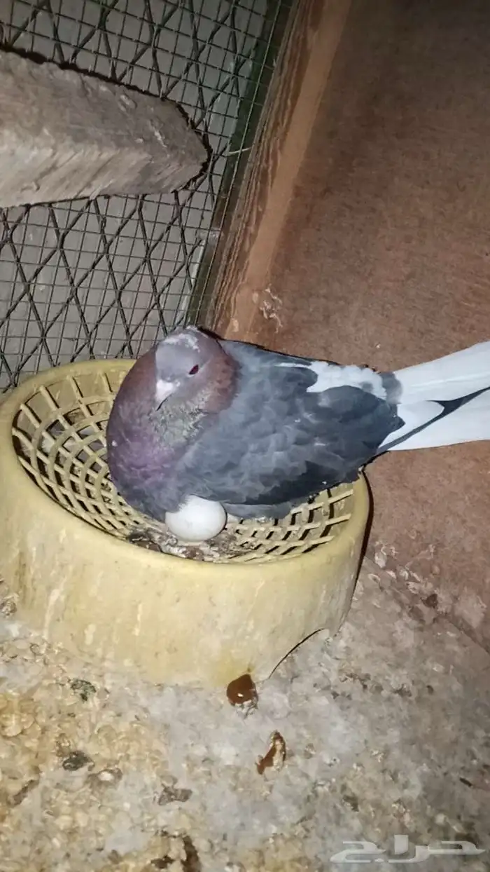 حمام قطايف جوزين 0