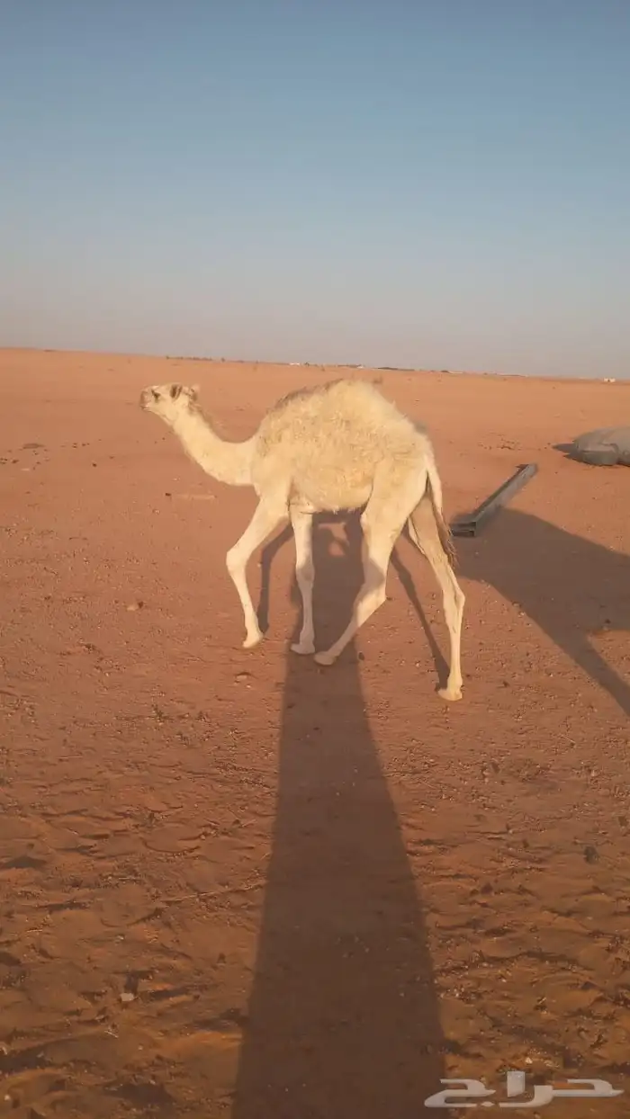 حاشي للبيع 0
