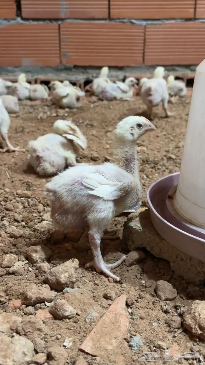 دجاج لاحم العمر اسبوعين ونص تقريبا 3