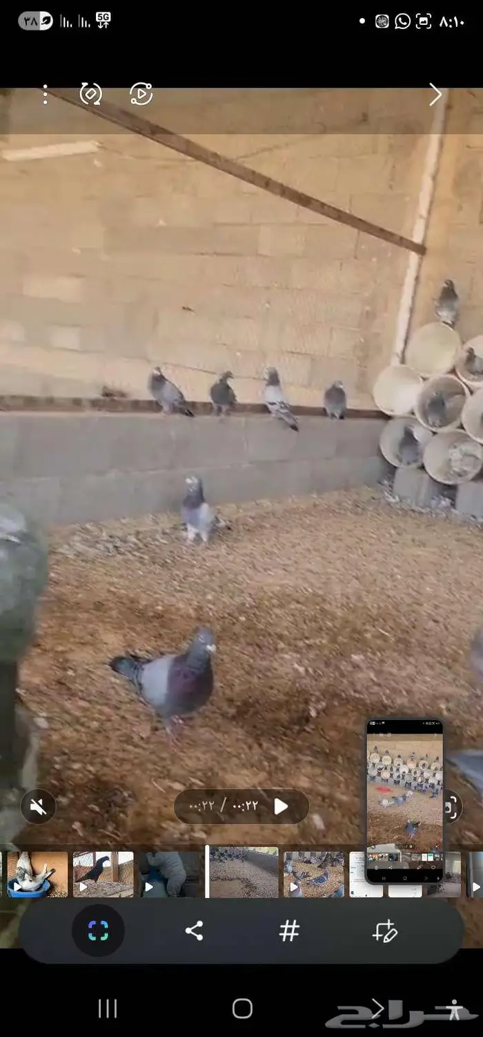 ازواج حمام زاجل منتج عشه 3