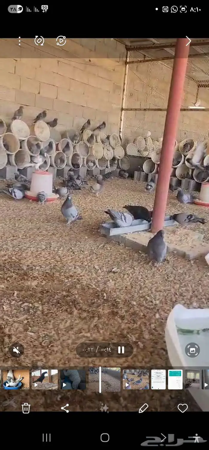 ازواج حمام زاجل منتج عشه 4
