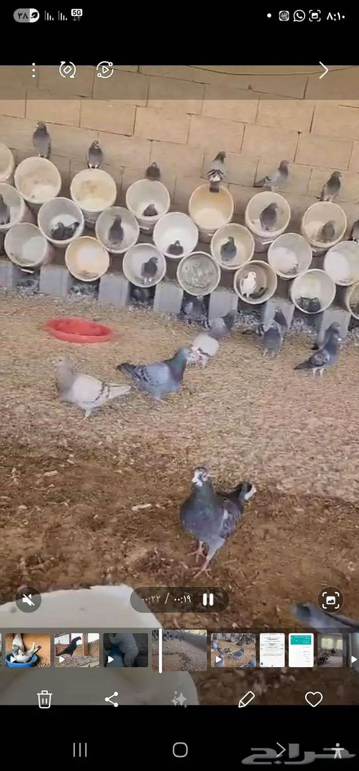 ازواج حمام زاجل منتج عشه 2