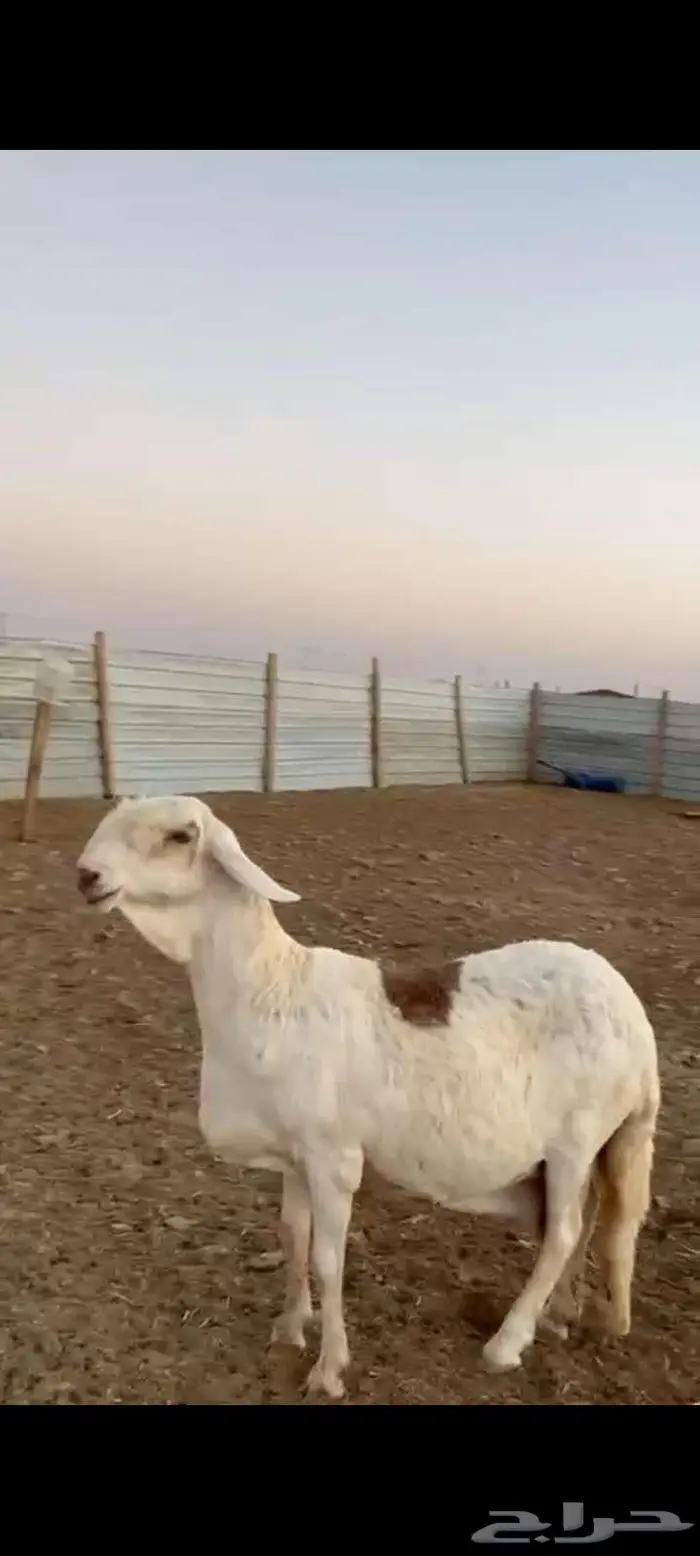 سواكنيه بيضاء طيبه راس وملب ولون توه مقرعه سنه تامه 0