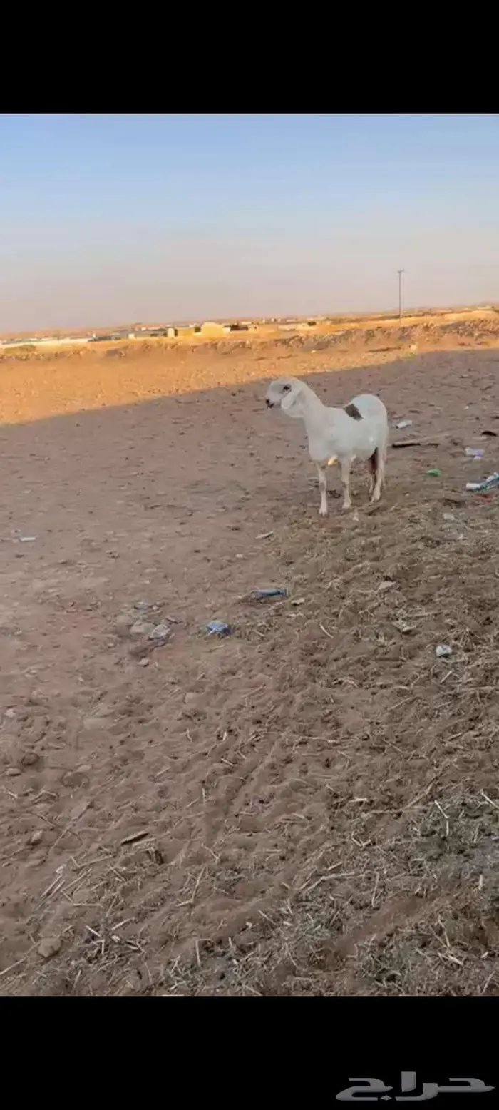 سواكنيه بيضاء طيبه راس وملب ولون توه مقرعه سنه تامه 2