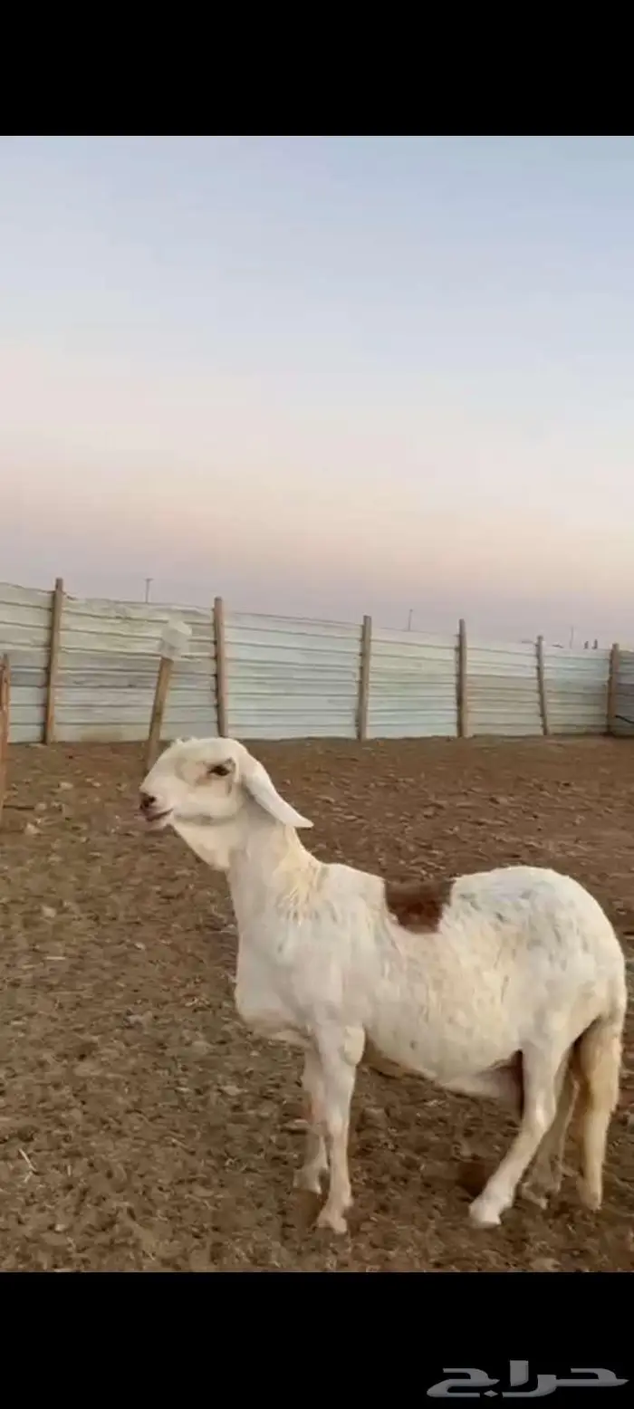 سواكنيه بيضاء طيبه راس وملب ولون توه مقرعه سنه تامه 4