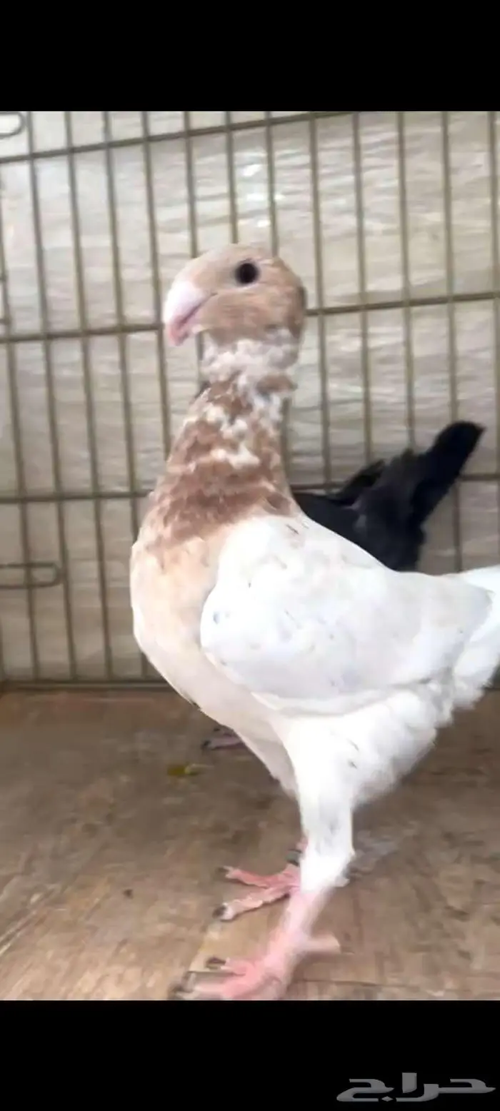هومر كو الموند واسود 1