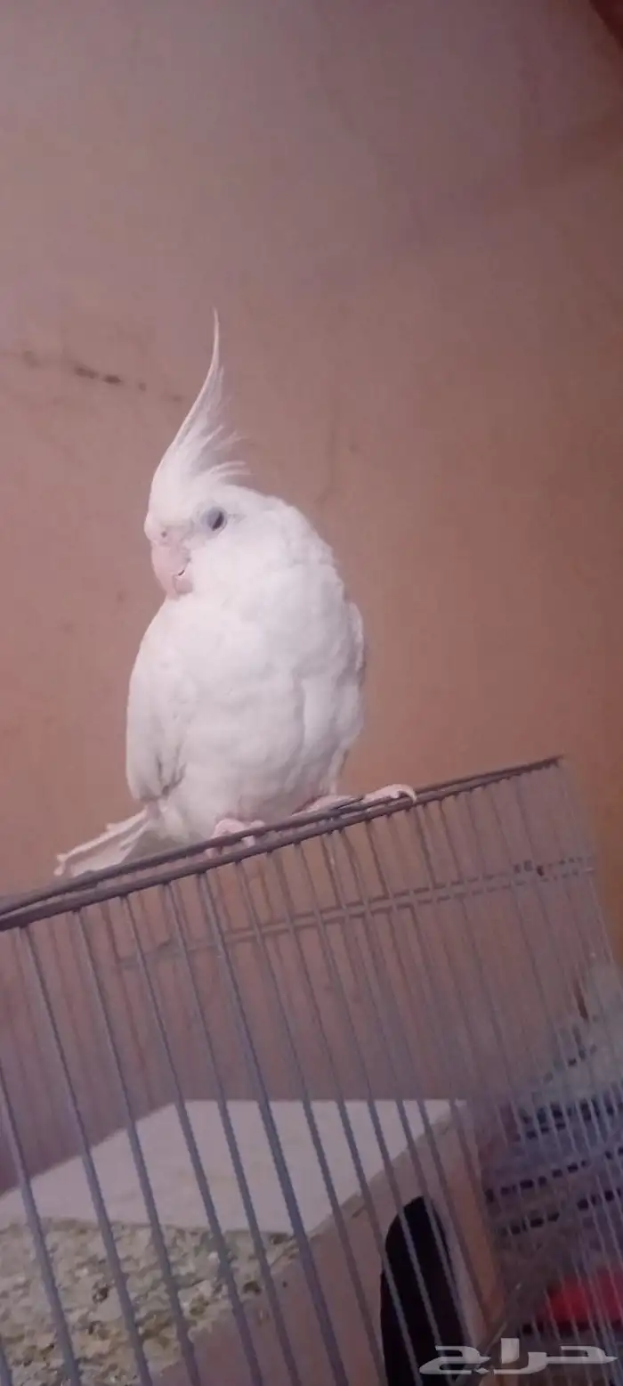 ببغا 1