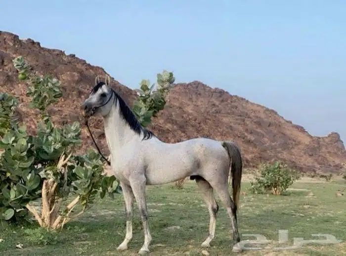 حصان عربي اصيل 0