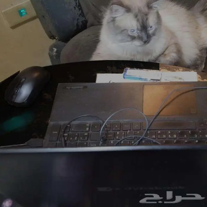 قط ذكر للتزاوج مجانا male cat for mating 2