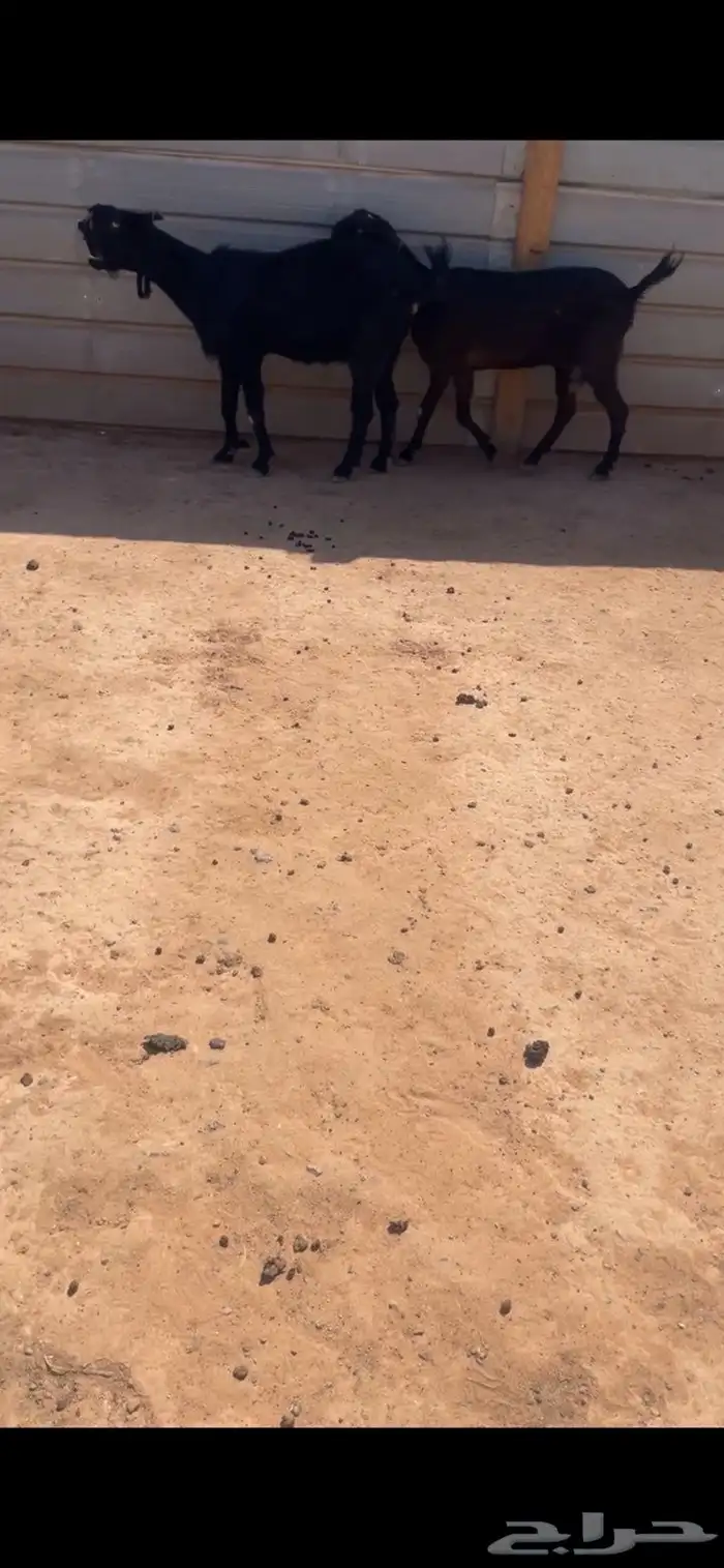 شاميات دفيع البيع سمح 0
