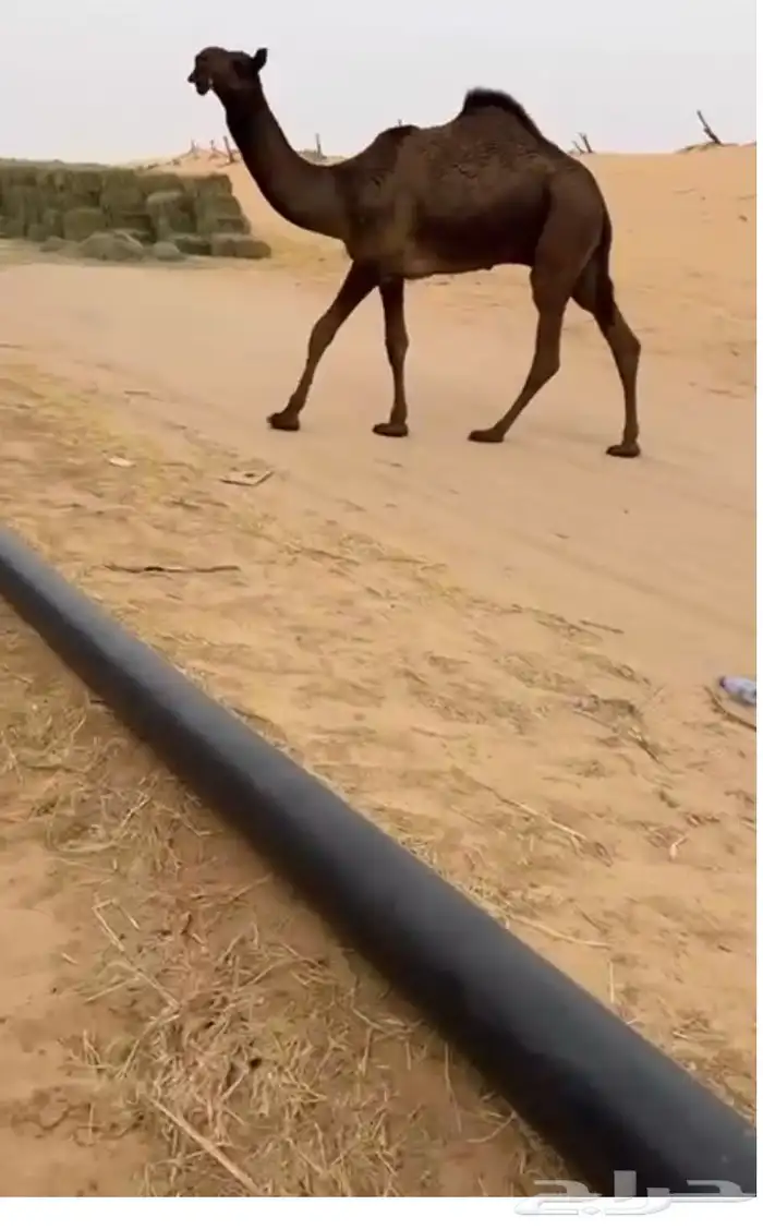 قعود كفو ابو مسربلان الفصام 0