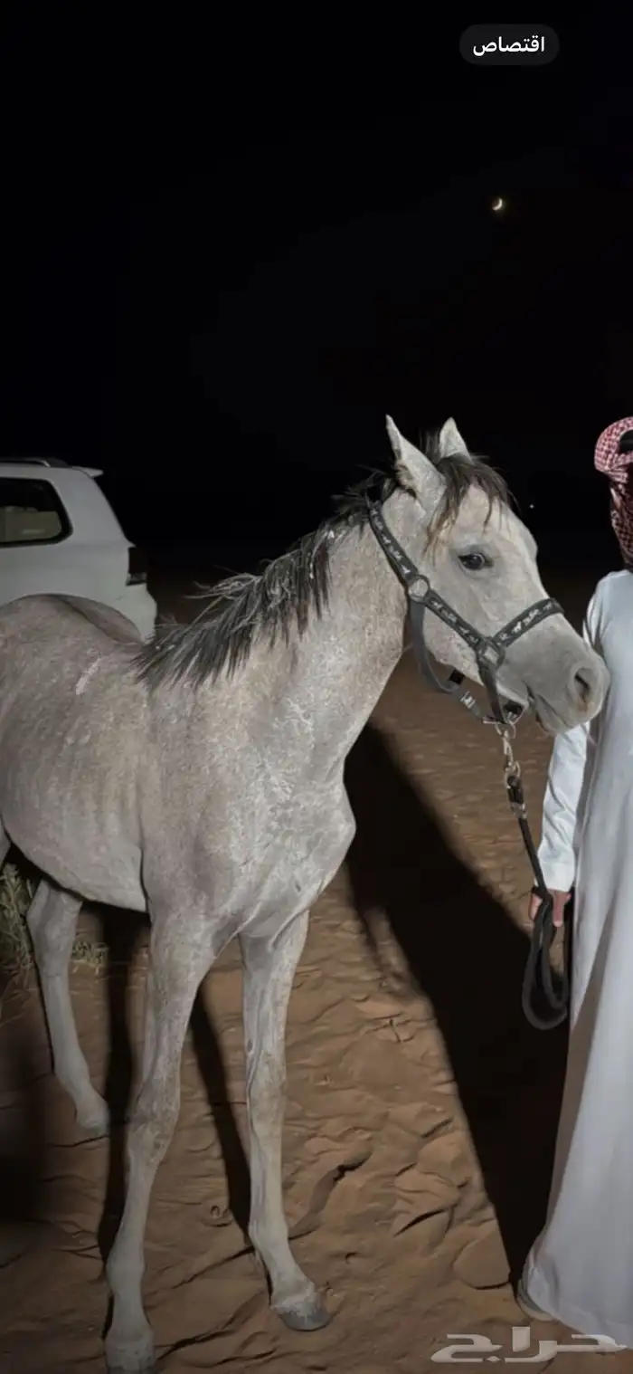 مهره شعبيه للبيع 1