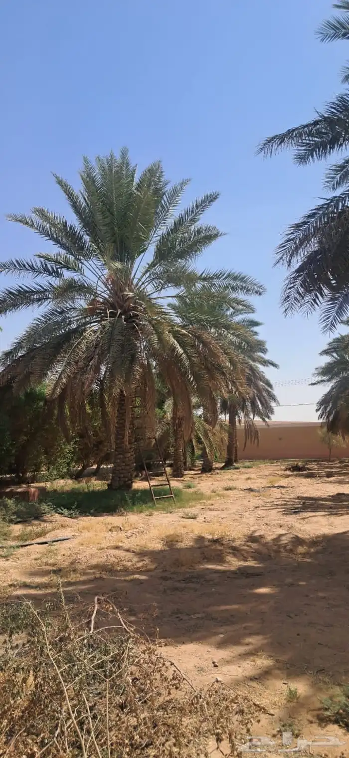 توريد جميع أنواع النخيل 3