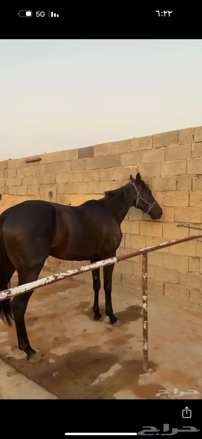 الحصان ادهم سليم شرط 0