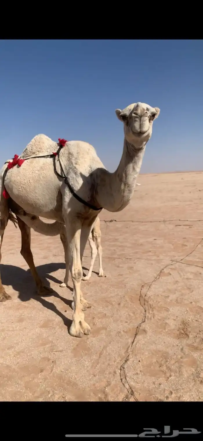 لبيع خلفه وضحى معها قعود 4