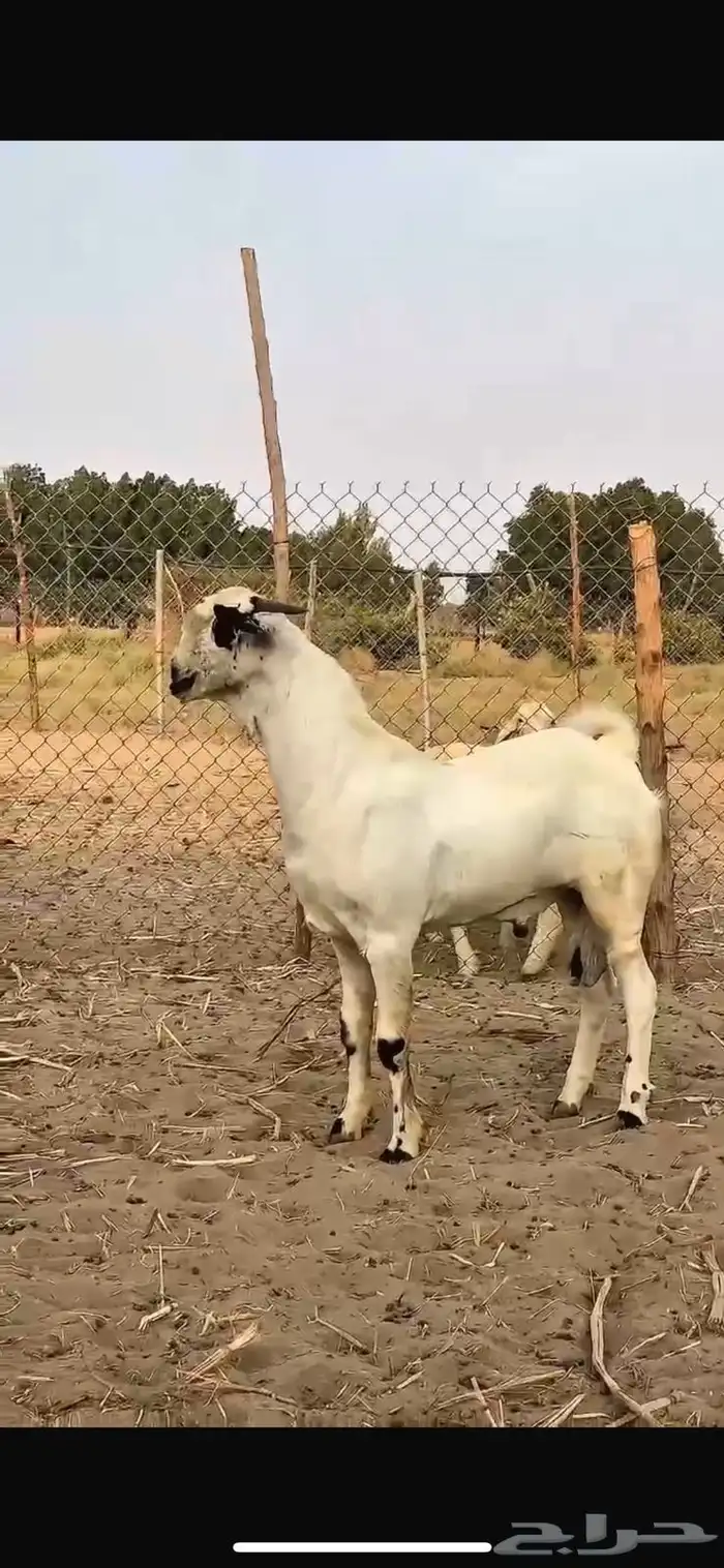 مشروع جفر بيشي 1