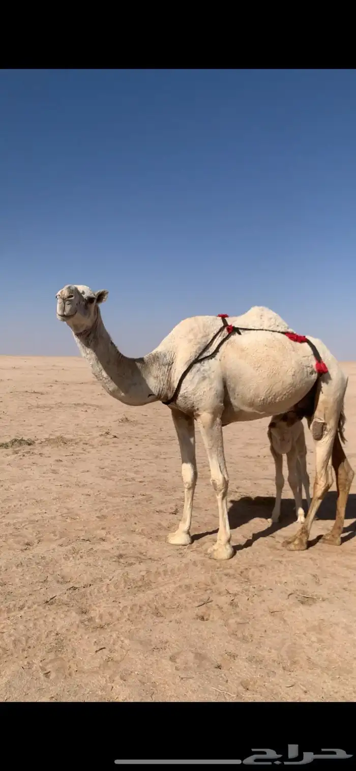 لبيع خلفه وضحى معها قعود 5