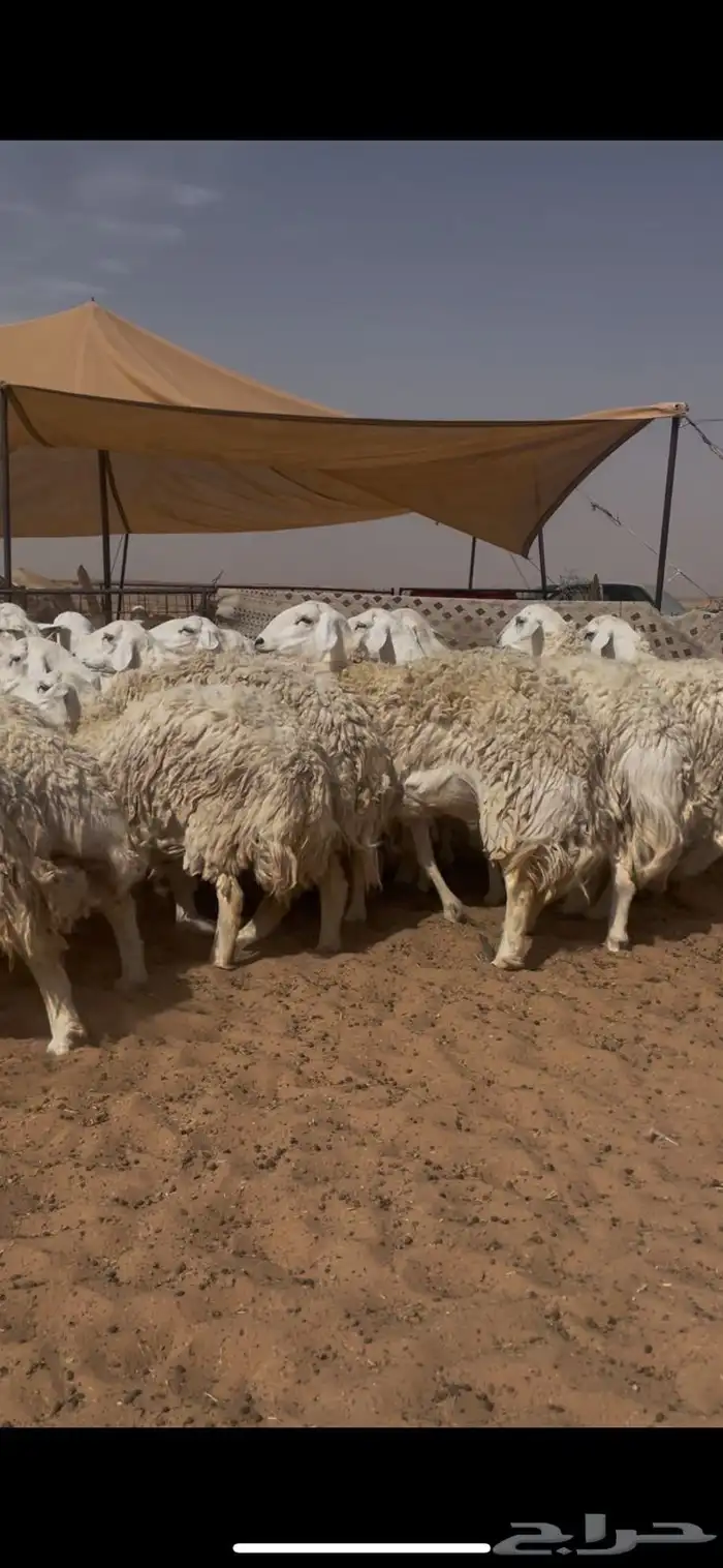 غنم حريات حرش ضريع ودفيع 2