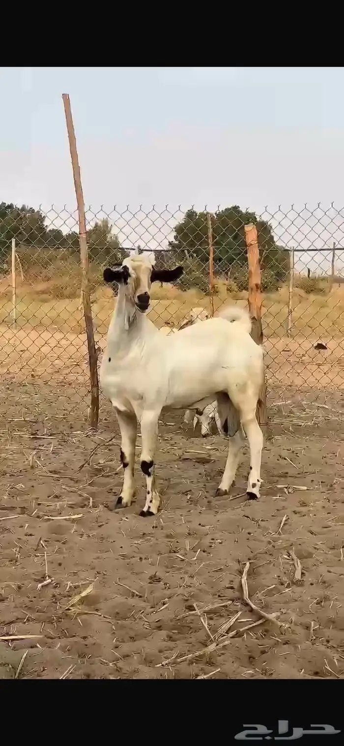 مشروع جفر بيشي 2