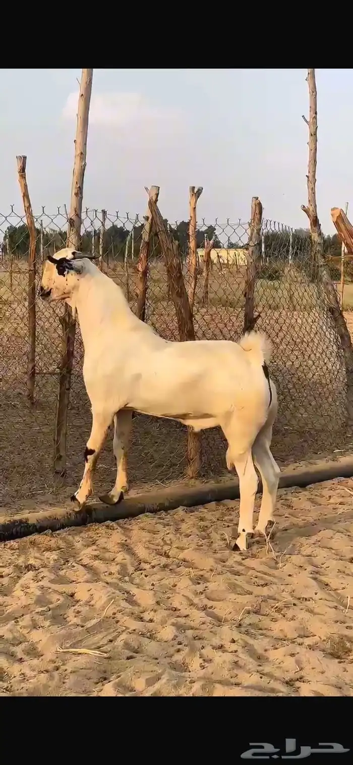 مشروع جفر بيشي 3
