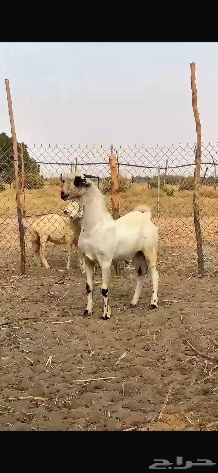 مشروع جفر بيشي 0