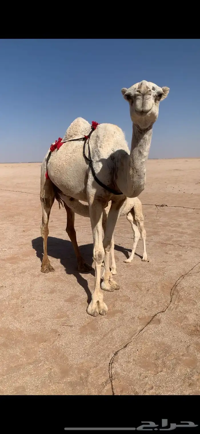 لبيع خلفه وضحى معها قعود 3