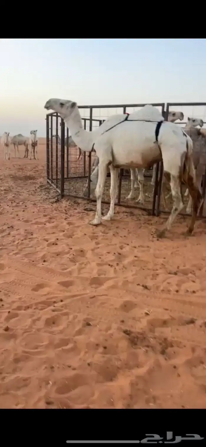 ضروبه لل البيع 1