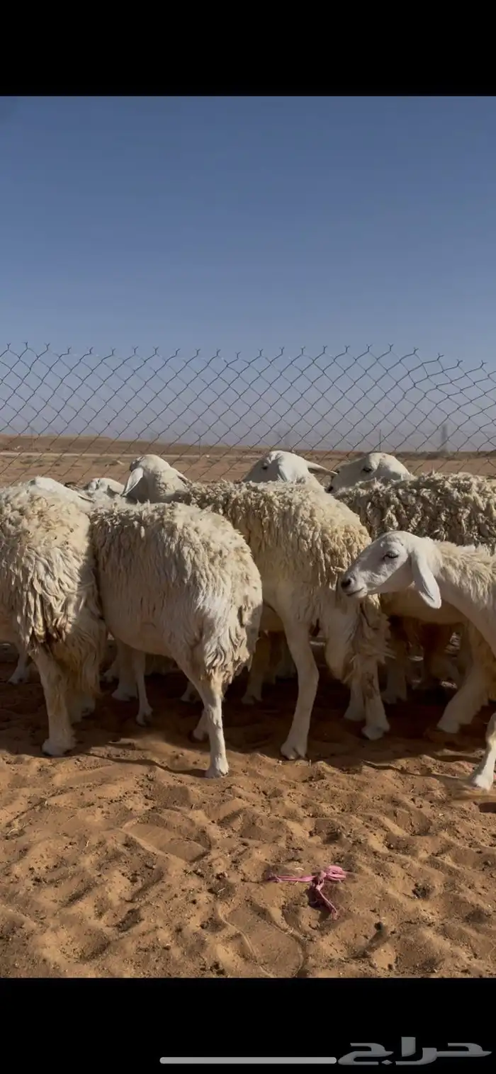 غنم حريات حرش ضريع ودفيع 4