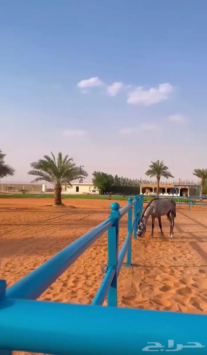 اسطبل ومربط هيبه لتدريب والتعليم   عسف ايواء 2