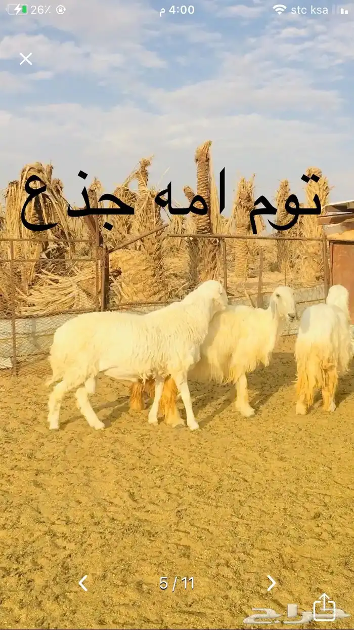 مشروع فحل مطور 7