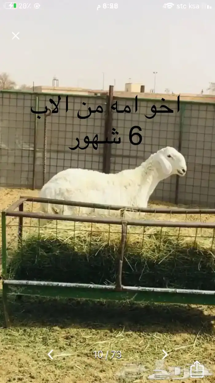 مشروع فحل مطور 8