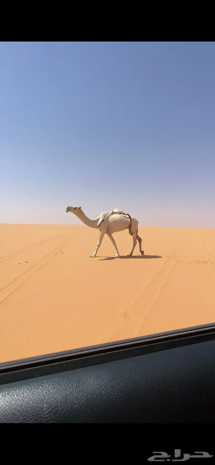 ضروبه 0